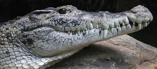 Illustration for article titled Smonday Crocodilian - Crocodylus novaguineae Edition